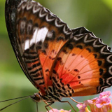 Butterfly Garden of Boracay Island