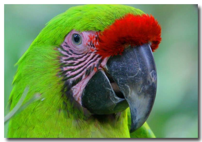 15 May 2005 - Parrot at the San Jose Zoo