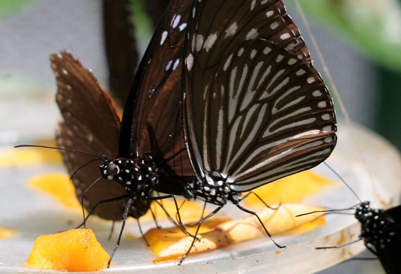 Butterfly Garden