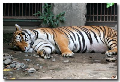 23 May 2005 - Manila Zoo