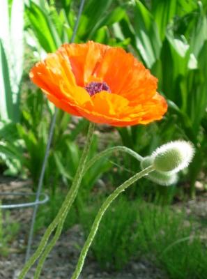 Proud Poppy.jpg