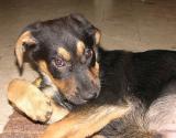 What big paws youve got Granny 87005322.jpg