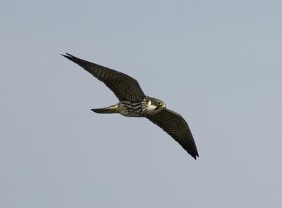 BV KF3A6236.jpg