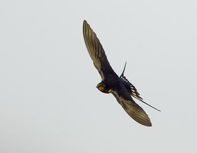 Barn Swallow