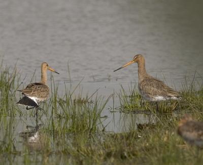 GRUTT_MG_0614 N WEERT.jpg