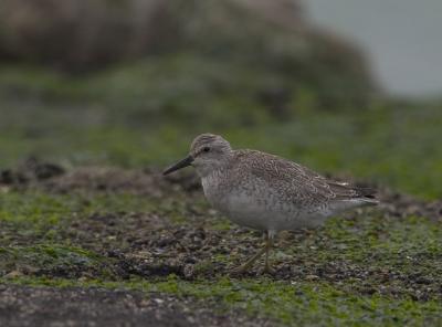 CRW_7457 kan.jpg