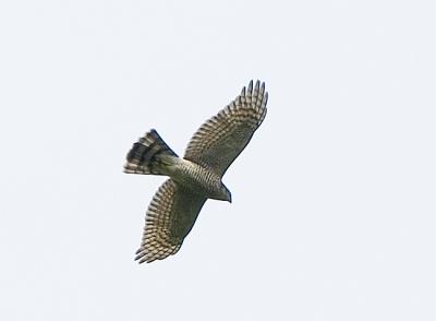 Northern Goshawk