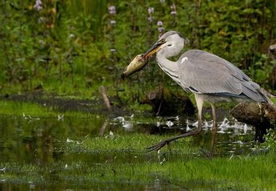 Grey Heron