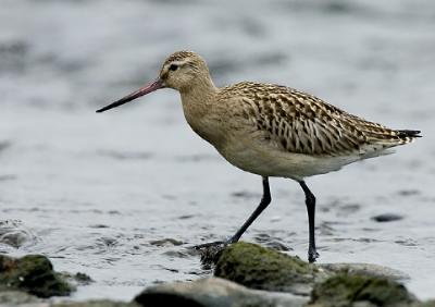 Bar-tailed Godwit