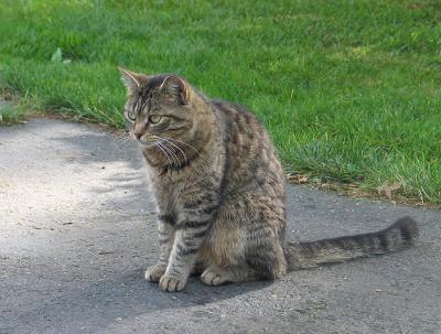 bogey_driveway_sm.jpg