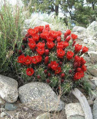 Claret Cup Cactus