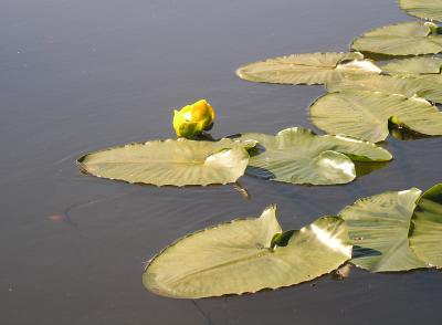 Lily pads