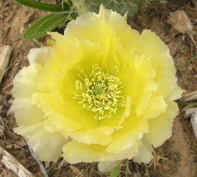 Cactus Bloom Detail