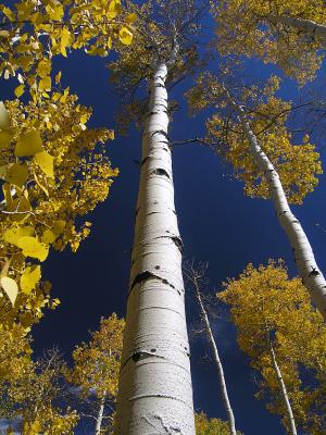 Snowmass Ski Resort