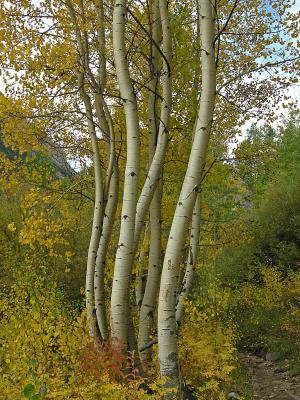 Aspens