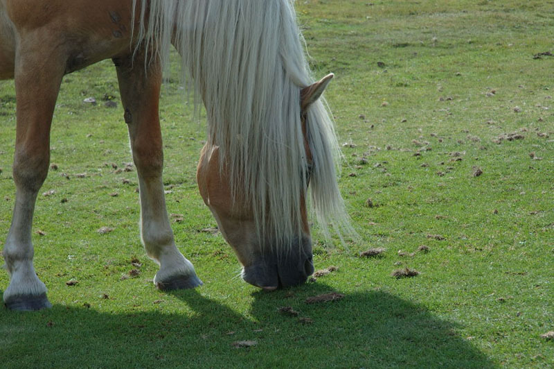 Hairy Horse