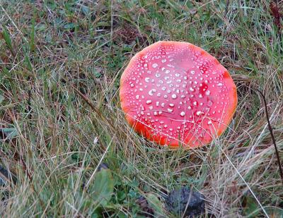 A Colorful Mushroom