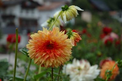 Flowers in Castelrotto 1