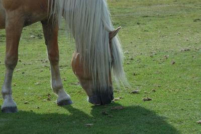 Hairy Horse