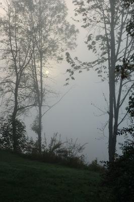 Trees and Sun in Fog