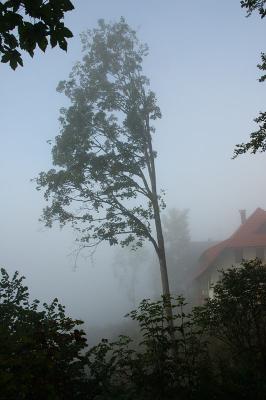Lone Tree