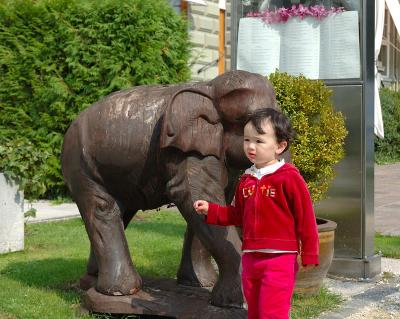 This elephant seems to be out of place...