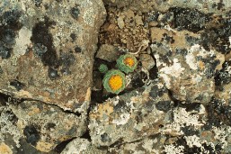 AAA016_1.JPG