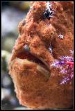Warty Toadfish (Anglerfish)