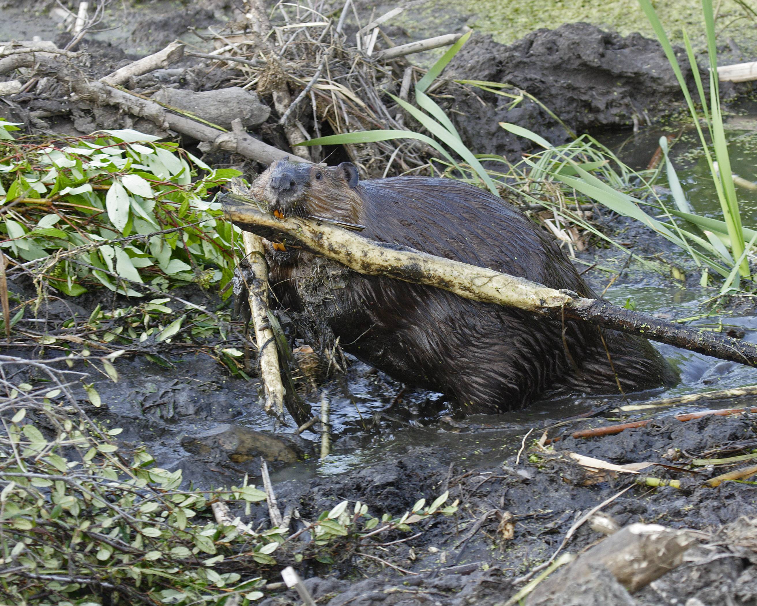 beaver 3562