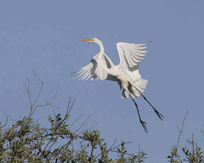 great egret 7757