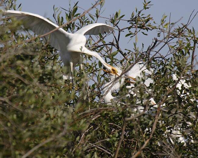 great egret 0164