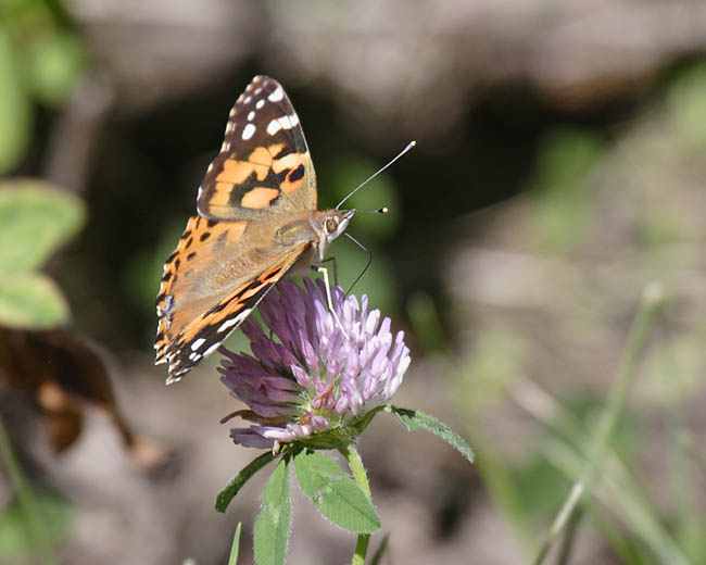 painted lady 9440