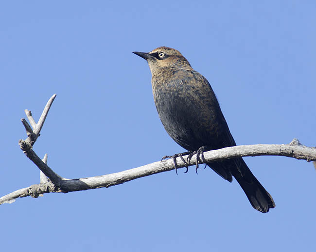 rusty blackbird 2119