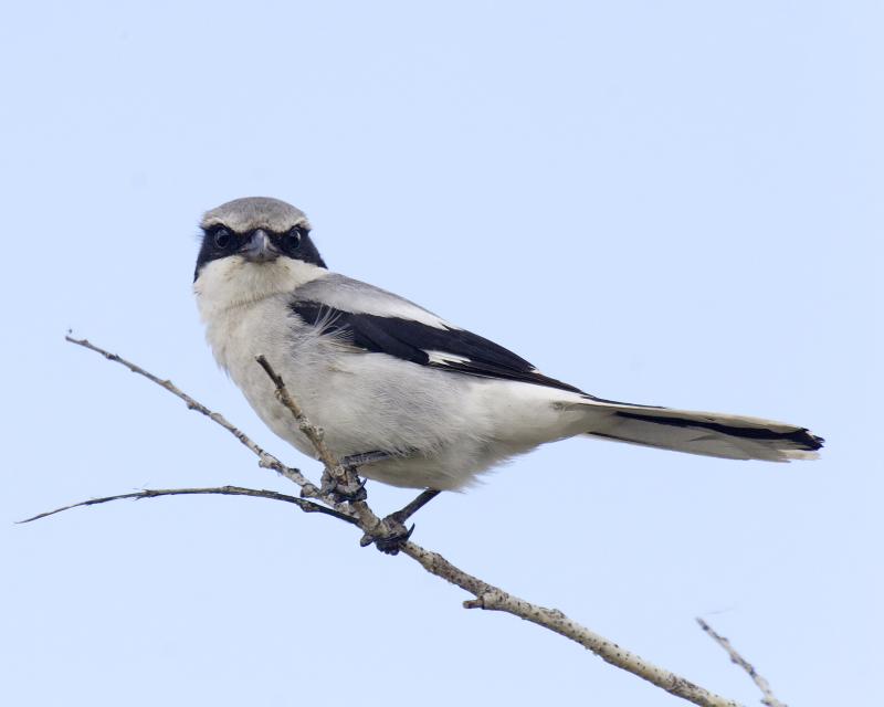 loggerhead shrike 3868