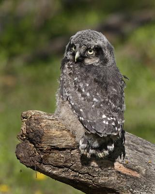northern hawk owl 0518