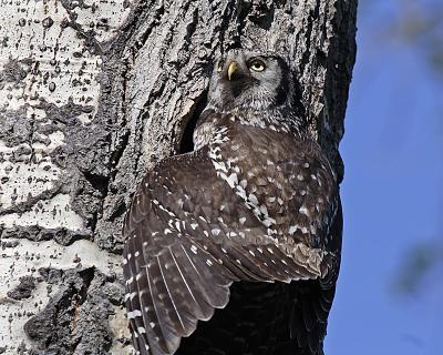 northern hawk owl 0526