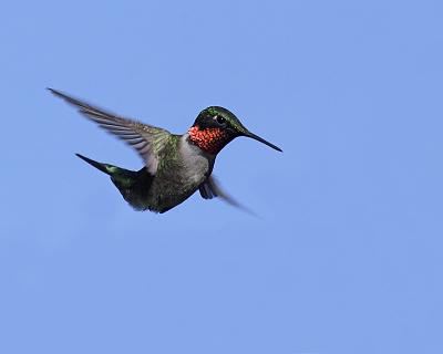 ruby-throated hummingbird 0730