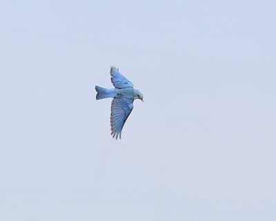 mountain bluebird 0787