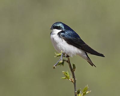 tree swallow 7884