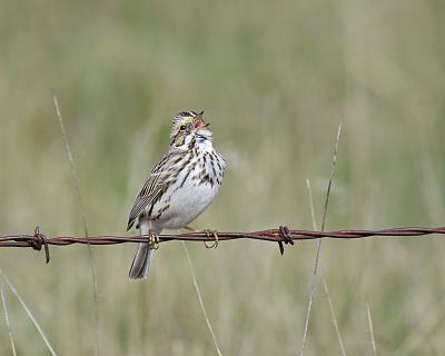 savannah sparrow 8049