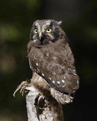 boreal owl 8082