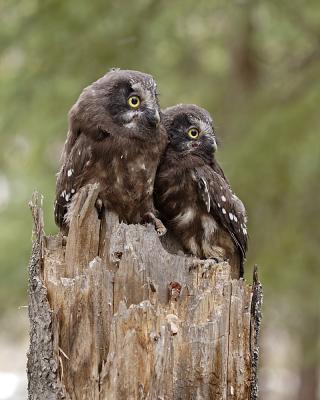 boreal owls 8100