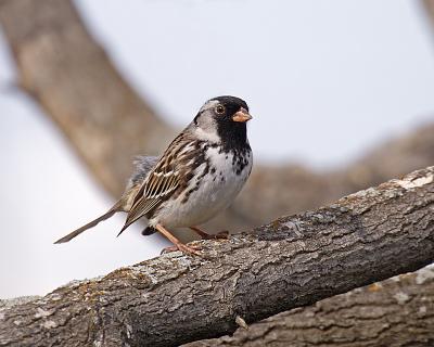 harris's sparrow 8415