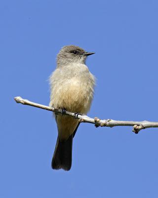 say's phoebe 8594