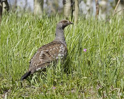 blue grouse 8950