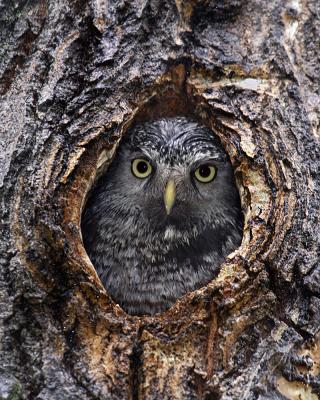 northern hawk owl 9195