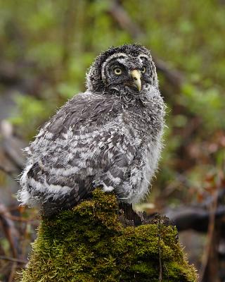great gray owl 9345