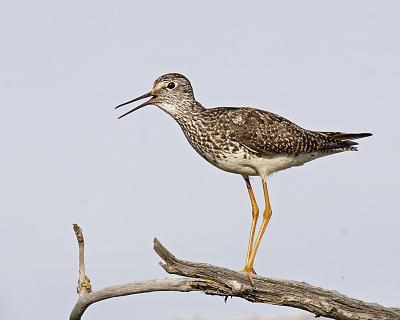 Lesser Yellowlegs