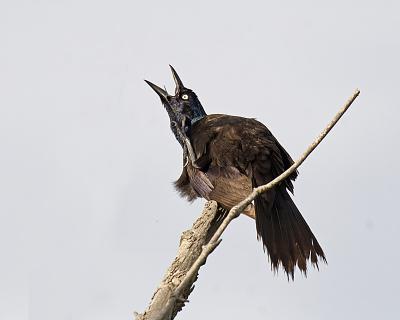 common grackle 1496