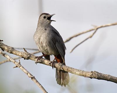 gray catbird 1563